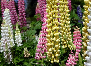 Lupinus polyphyllus 'Minarette'