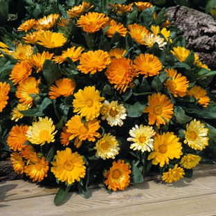 Calendula officinalis nana 'Daisy Mix'