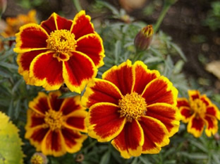 Tagetes patula 'Red Marietta'