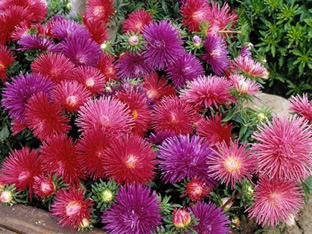 Callistephus chinensis 'Starlight Formula Mixture'