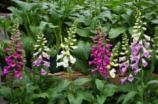 Digitalis purpurea 'Foxy'