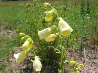 Digitalis grandiflora 'Carillon'