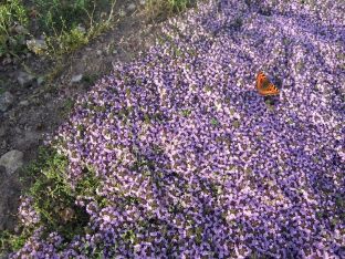 Thymus serpyllum 'Magic Carpet'
