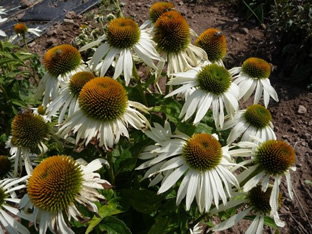 Echinacea purpurea 'Baby Swan White'