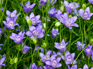 Nigella bucharica 'Blue Stars'