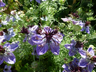 Nigella hispanica