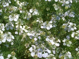 Nigella sativa