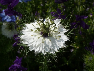 Nigella damascena 'Alba'