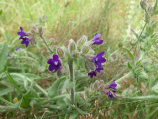 Anchusa officinalis