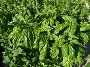 Ocimum basilicum 'A foglia di lattuga'