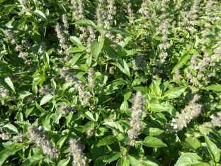 Ocimum basilicum 'Lemonette'