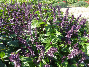 Ocimum basilicum 'Cinamonette'
