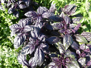 Ocimum basilicum 'Dark Opal'