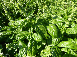 Ocimum basilicum 'Genoveser'