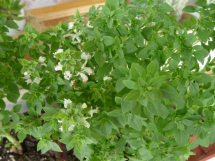 Ocimum basilicum 'Minette'