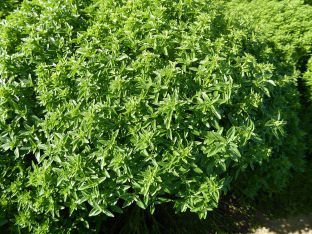 Ocimum basilicum 'Minette'