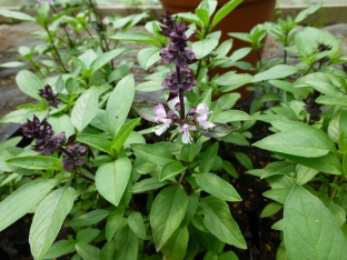 Ocimum basilicum 'Thai'