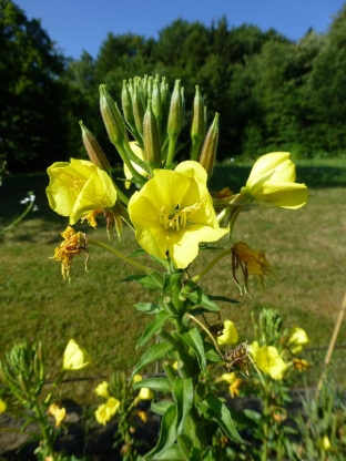 Oenothera biennis