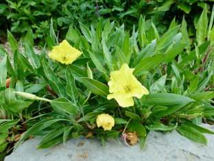 Oenothera macrocarpa