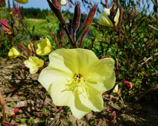 Oenothera odorata