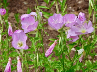 Oenothera speciosa