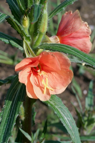 Oenothera versicolor 'Sunset Boulevard'