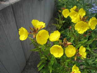 Oenothera tetragona (fruticosa)