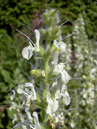 Salvia austriaca