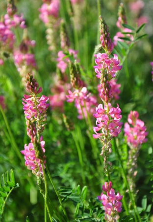 Onobrychis viciifolia