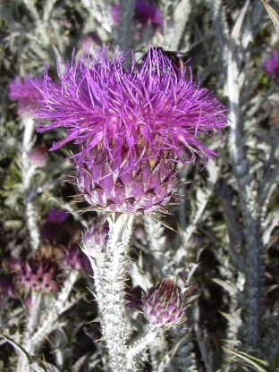 Onopordum illyricum