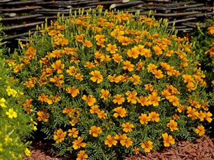 Tagetes tenuifolia 'Tangerine Gem'