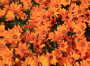 Dimorphotheca sinuata 'Orange Glory'
