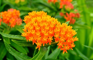 Asclepias tuberosa