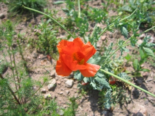 Glaucium flavum var. aurantiacum