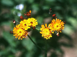 Hieracium aurantiacum