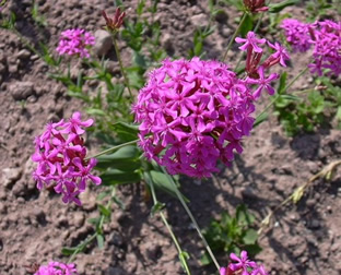 Silene compacta