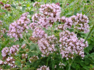 Origanum vulgare