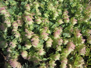 Origanum rotundifolium