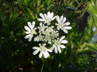 Orlaya grandiflora