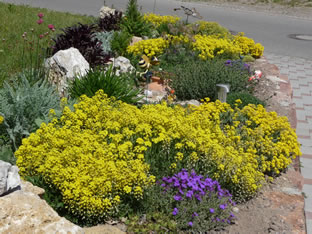 Alyssum wulfenianum