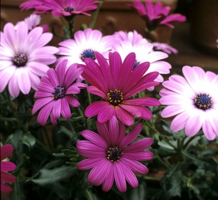 Osteospermum ecklonis Mix