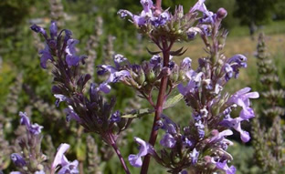 Nepeta nuda