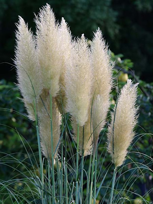 Cortaderia selloana 'Weisse Feder'