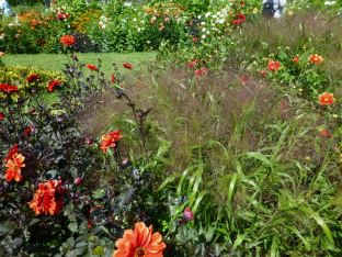 Panicum capillare (virgatum 'Fontaine', elegans etc.)