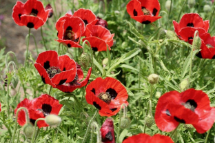 Papaver commutatum 'Ladybird'