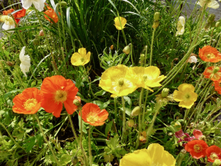 Papaver nudicaule (Mischung)