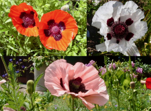 Papaver orientale (Prachtmischung)