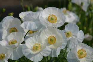 Papaver rhoeas 'Bridal Silk'