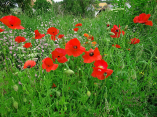 Papaver rhoeas