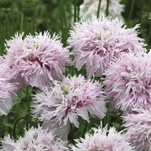 Papaver somniferum 'Lilac Pompon'